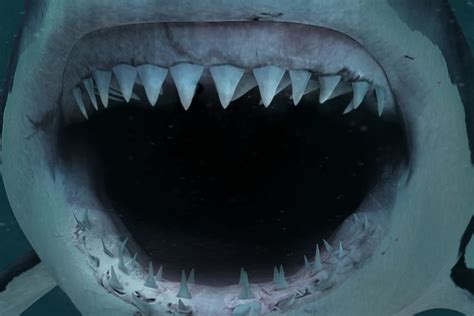 How Many Teeth Do Sharks Have Shark Diving Unlimited