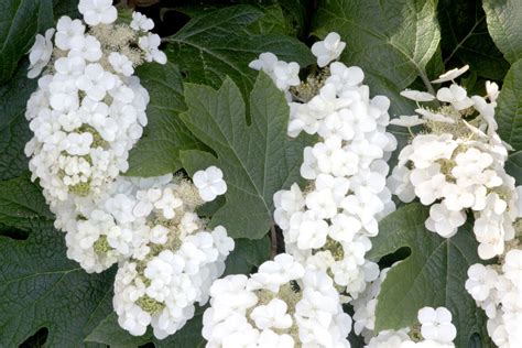 Espoma Easy Does It Best Hydrangeas For Beginners To Grow