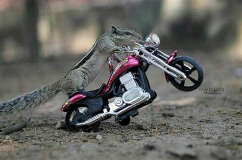 Pin By Sos Q8 On بالوقت المناسب Squirrel Bike Harley Davidson