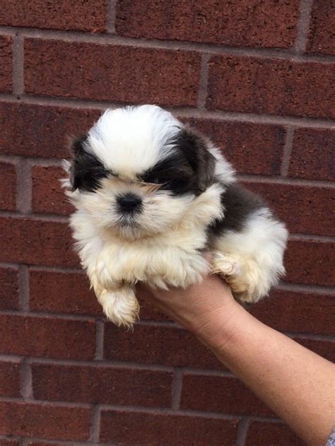 We have hundreds of dogs and puppies (big and small!) at big dog rescue ranch. Teacup Shih Tzu Puppies Under 200 Dollar For sale United ...