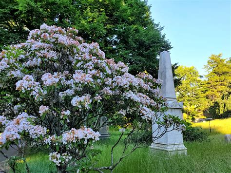 Virtual Ways To Enjoy The Cemetery Mount Auburn Cemetery