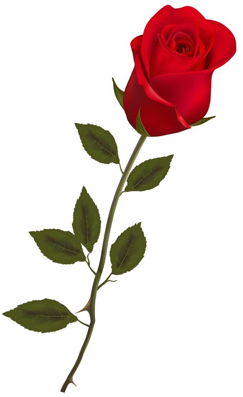 Knumathise Red Rose With Stem Images
