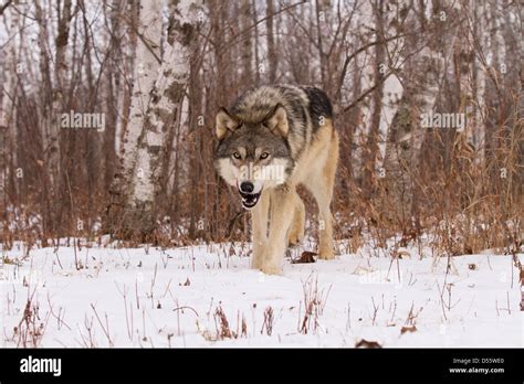Gray Wolf Canis Lupus Hunting In The Woods Stock Photo Alamy