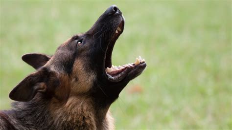 Why Does My German Shepherd Howl 9 Real Reasons