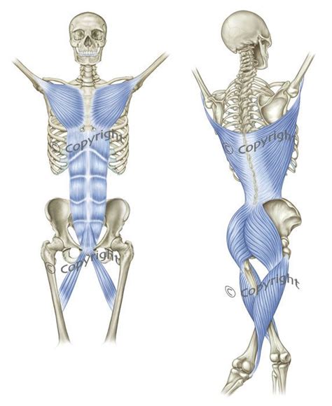 Resultado De Imagen Para Fascial Lines Yoga Anatomy Body Therapy