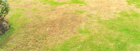 How To Deal With Brown Spots On Your Lawn Teg