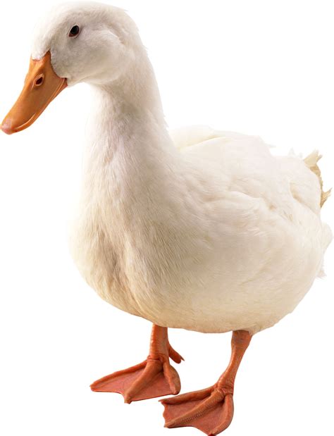 Duck Png Image