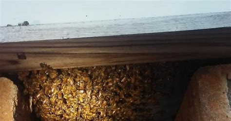 My Bees Are Beardingbunching Under The Hive Whats Going On Album On Imgur