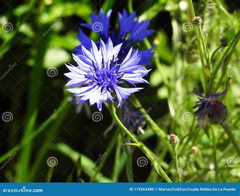 A Little Blue Flower In The Middle Of The Meadow Stock Photo Image Of