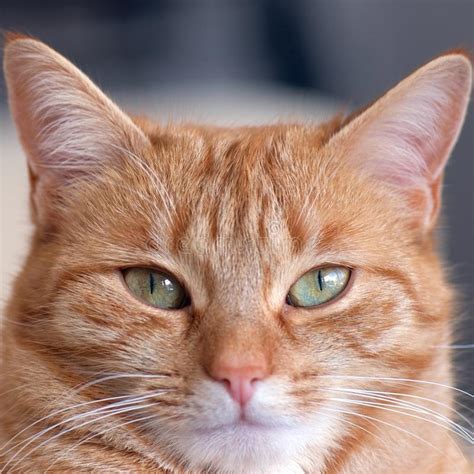 Cute Ginger Cat stock image. Image of domestic, feline - 38375427