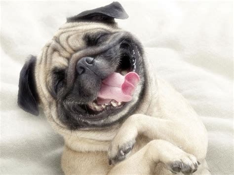15 Fotos De Animales Sonriendo Que Te Alegrarán El Día Soy Carmín