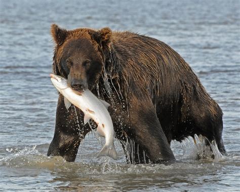 Grizzly Bear Catching A Salmon In Katmai National Park Smithsonian