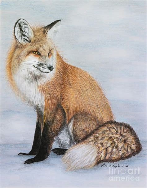 Red Fox Color Pencil Drawing By Artist Lena Auxier Fox Drawing