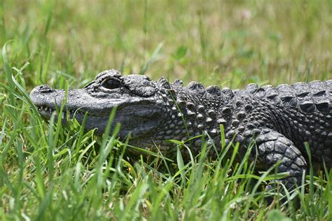 Chinese Alligator The Maryland Zoo