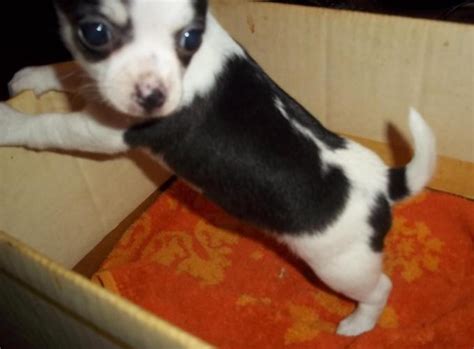 We have 3 x gorgeous male boston terrier puppies available. CHIHUAHUA PUPPY for Sale in Millington, Michigan ...