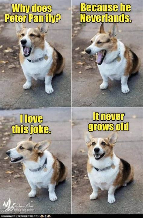 Like And Share Funny Animal Jokes Animal Jokes Funny Dog Jokes