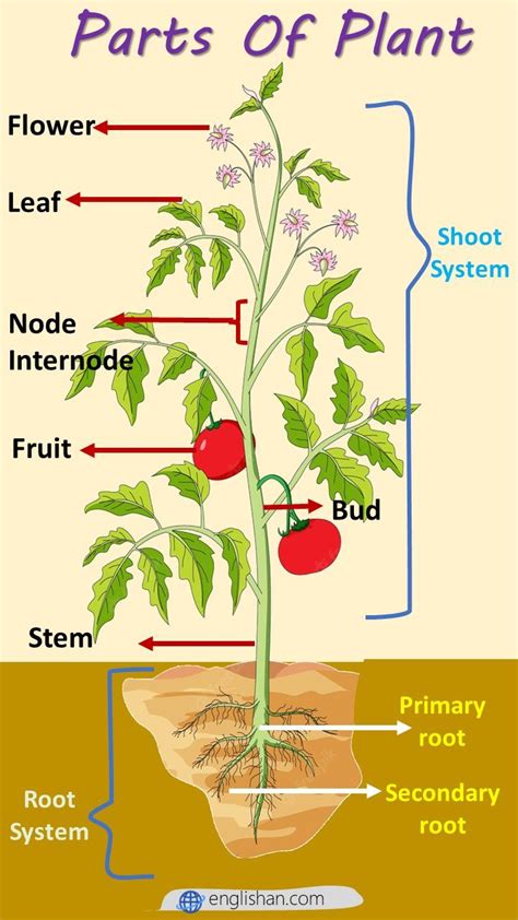 Parts Of A Plant And Their Functions Parts Of A Plant Natural Plant
