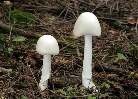 How To Identify Poisonous Mushrooms
