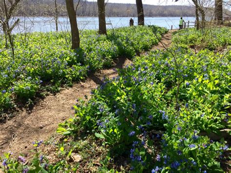 Potomac Hike Virginia Bluebells And Sycamores At Riverbend Park