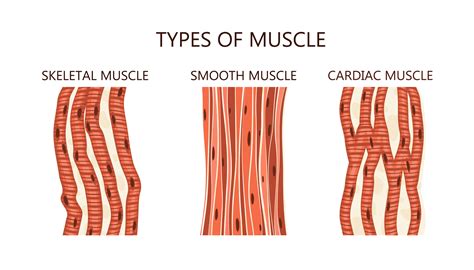 Slow Twitch Muscle Fibers How They Can Help You Gym Junkies