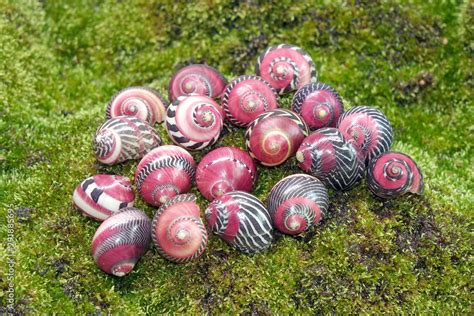 The Red Racer Snail Vittina Waigiensis The World Most Beautiful And