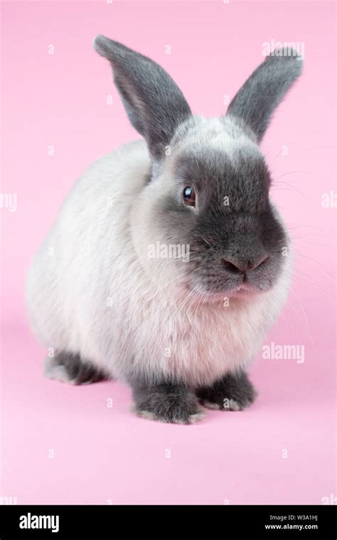 Lop Rabbit On Isolated Background Stock Photo Alamy