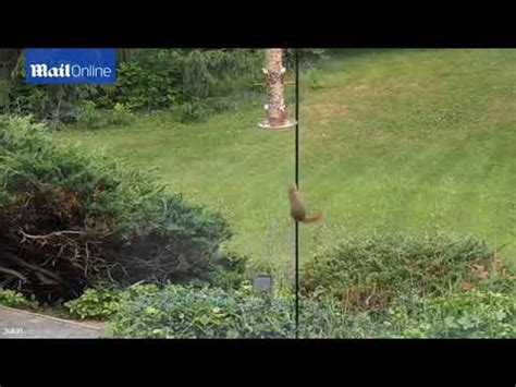 The grease gets into the fur of the squirrels and can create problems with shedding water and the only time i greased a pole was to keep the ants off of my hummer feeder (now i have the cups of. Squirrel fails greased pole - YouTube