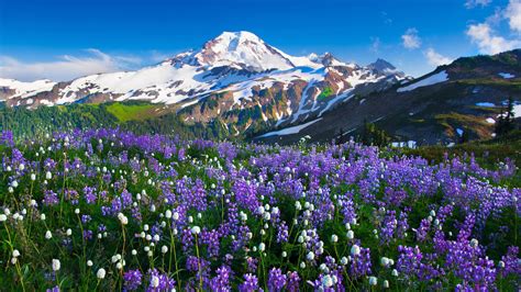 Purple Petaled Flowers Mountains Flowers Snow Landscape Hd