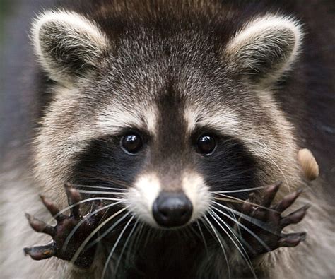Cutest Little Raccoon Animal Desprit Gato Animal Raccoon Animal