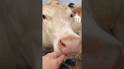 cute cow licks youtube