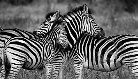They are also the most threatened. Can you find these lost items? A missing iPhone and this zebra puzzle's driving the internet ...