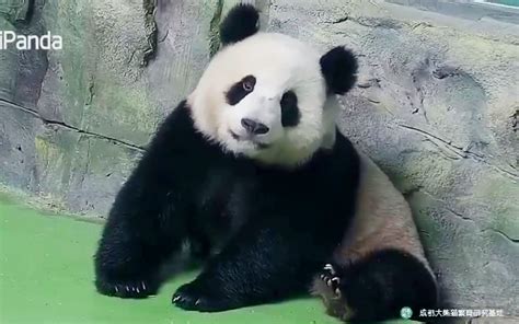 【大熊猫成实】爱死睁着亮晶晶的眼睛吃播的小肥肥了