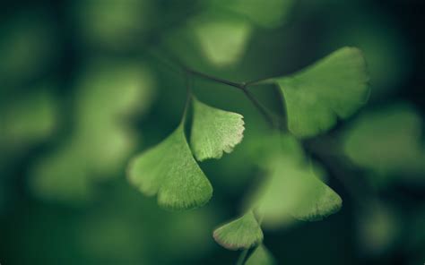 1920x1080 Closeup Water Drops Nature Macro Plants Leaves Green Depth Of