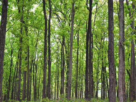 Sal Tree Complete Information About Sal Forests India 2021
