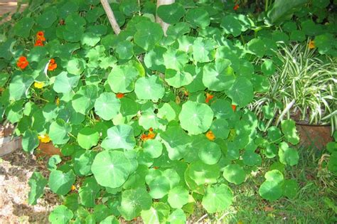 Olx south africa offers online, local & free classified ads for new & second hand livestock. Eco Footprint ~ South Africa: Nasturtiums - an edible plant