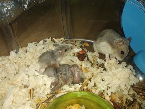Short Dwarf Hamster Baby Hamsters For Adoption 2 Years 11 Months