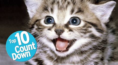 Top 10 Rarest Cat Breeds In The World