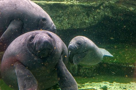 Today In 1493 Christopher Columbus Thinks Manatees Are Mermaids
