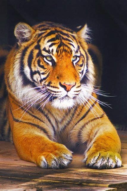 Tigers Are Nice Looking Large Cats Big Cats Beautiful Cats Animals