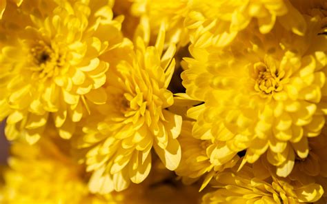 Download Wallpaper 3840x2400 Chrysanthemums Flowers Petals Yellow