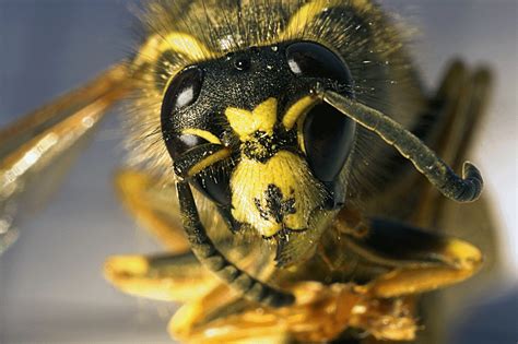 Is Your Dog At Risk From Killer Bees