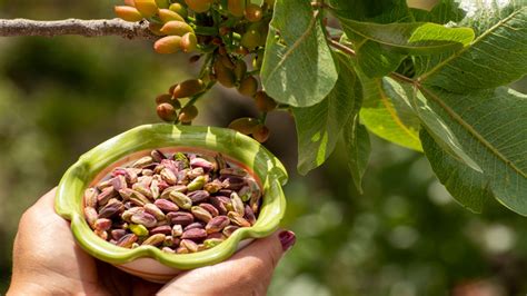 Most Of The Pistachios In The Us Come From This State