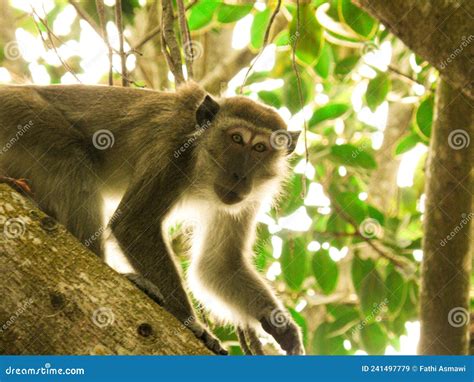 Close Up Monkey On The Tree At Putrajaya Malaysia Stock Image Image
