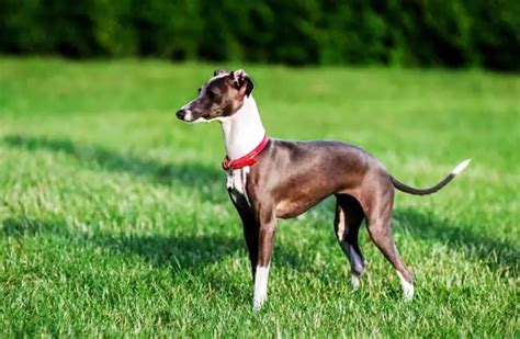 Italian Greyhound Breeds A To Z The Kennel Club Vlrengbr