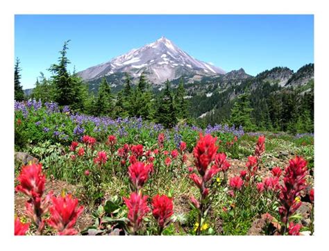 Wild Flowers Of Mount Jefferson Mt Jefferson Oregon Wild Flowers