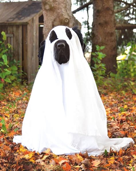 12 Newfies That Are Going To Get All Your Treats On Halloween Dog