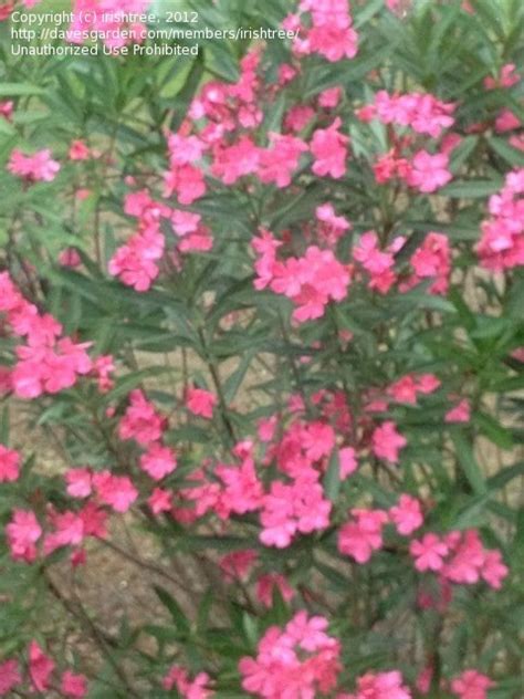 Pink Flowering Plant Identification Plant Identification Closed