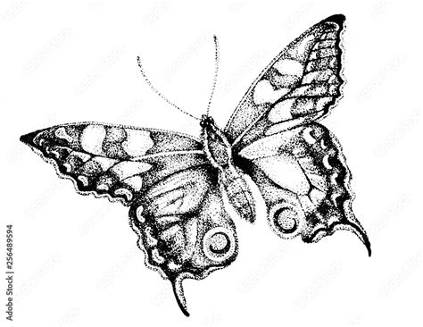 Butterfly Drawing Butterfly Pen And Ink Illustration Drawing Of
