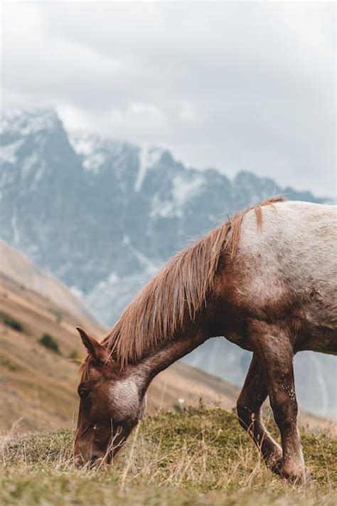 9000 Best Horse Photos · 100 Free Download · Pexels Stock Photos