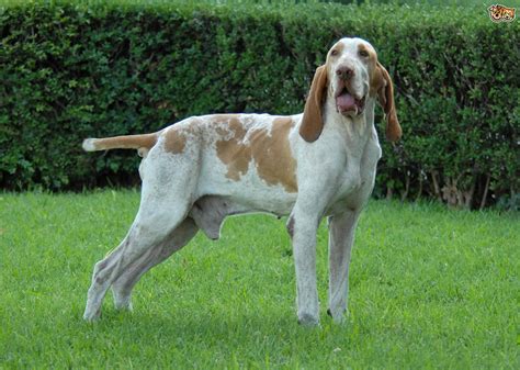 Review how much bracco italiano puppies for sale sell for below. Bracco Italiano Dog Breed | Facts, Highlights & Buying ...